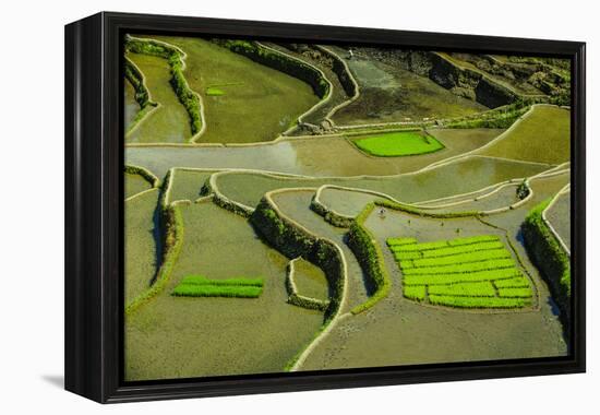 Rice Terraces of Banaue, Northern Luzon, Philippines-Michael Runkel-Framed Premier Image Canvas