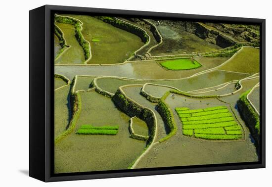 Rice Terraces of Banaue, Northern Luzon, Philippines-Michael Runkel-Framed Premier Image Canvas