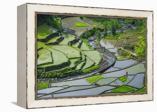 Rice Terraces of Banaue, Northern Luzon, Philippines-Michael Runkel-Framed Premier Image Canvas