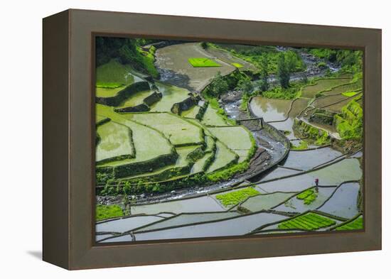 Rice Terraces of Banaue, Northern Luzon, Philippines-Michael Runkel-Framed Premier Image Canvas