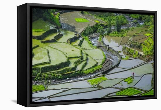 Rice Terraces of Banaue, Northern Luzon, Philippines-Michael Runkel-Framed Premier Image Canvas