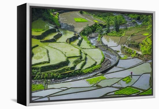 Rice Terraces of Banaue, Northern Luzon, Philippines-Michael Runkel-Framed Premier Image Canvas