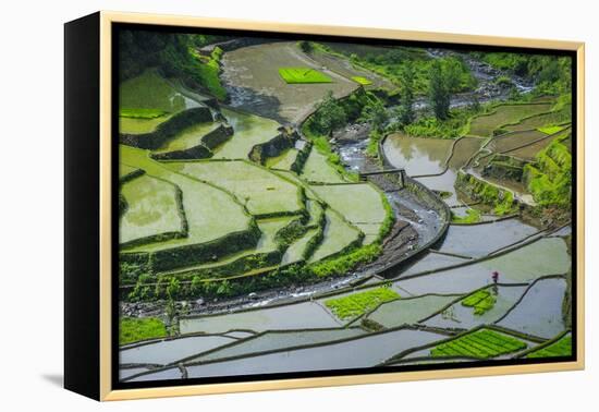Rice Terraces of Banaue, Northern Luzon, Philippines-Michael Runkel-Framed Premier Image Canvas