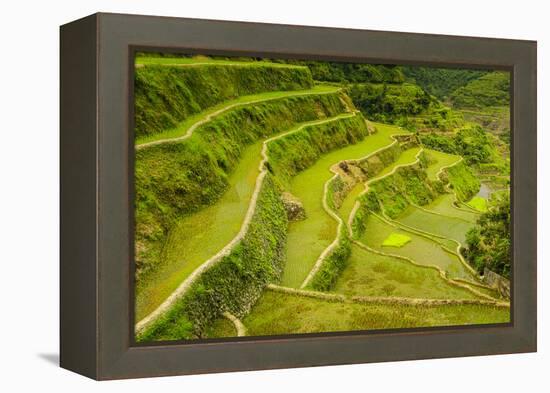 Rice Terraces of Banaue, Northern Luzon, Philippines-Michael Runkel-Framed Premier Image Canvas