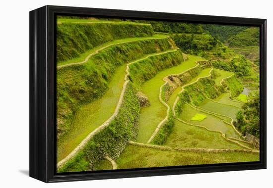 Rice Terraces of Banaue, Northern Luzon, Philippines-Michael Runkel-Framed Premier Image Canvas