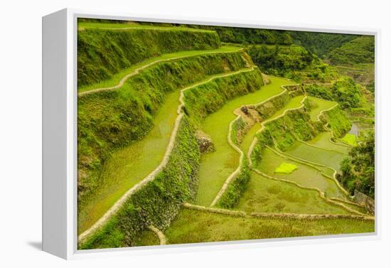 Rice Terraces of Banaue, Northern Luzon, Philippines-Michael Runkel-Framed Premier Image Canvas