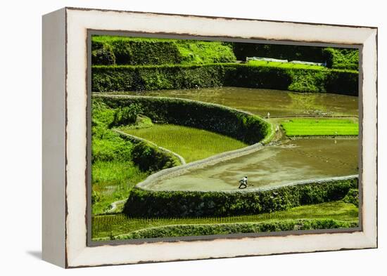 Rice Terraces of Banaue, Northern Luzon, Philippines-Michael Runkel-Framed Premier Image Canvas