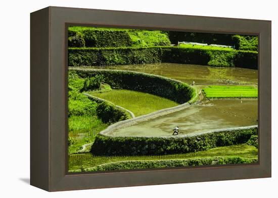 Rice Terraces of Banaue, Northern Luzon, Philippines-Michael Runkel-Framed Premier Image Canvas