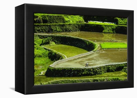 Rice Terraces of Banaue, Northern Luzon, Philippines-Michael Runkel-Framed Premier Image Canvas