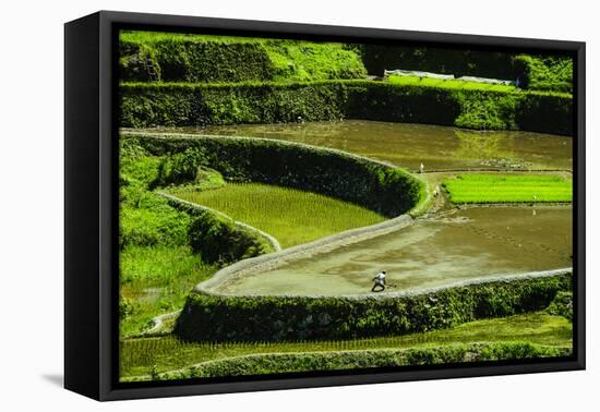 Rice Terraces of Banaue, Northern Luzon, Philippines-Michael Runkel-Framed Premier Image Canvas