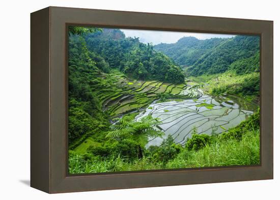 Rice Terraces of Banaue, Northern Luzon, Philippines-Michael Runkel-Framed Premier Image Canvas