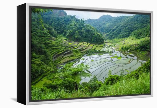 Rice Terraces of Banaue, Northern Luzon, Philippines-Michael Runkel-Framed Premier Image Canvas