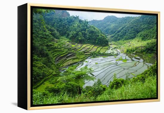 Rice Terraces of Banaue, Northern Luzon, Philippines-Michael Runkel-Framed Premier Image Canvas