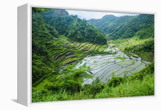 Rice Terraces of Banaue, Northern Luzon, Philippines-Michael Runkel-Framed Premier Image Canvas