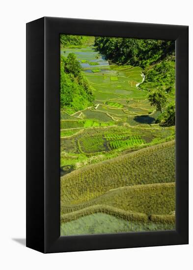 Rice Terraces of Banaue, Northern Luzon, Philippines-Michael Runkel-Framed Premier Image Canvas