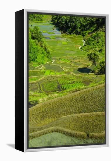 Rice Terraces of Banaue, Northern Luzon, Philippines-Michael Runkel-Framed Premier Image Canvas