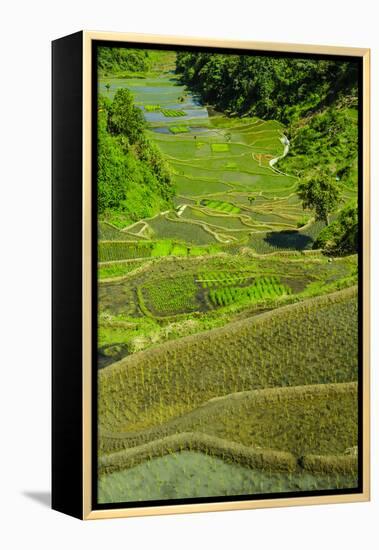 Rice Terraces of Banaue, Northern Luzon, Philippines-Michael Runkel-Framed Premier Image Canvas