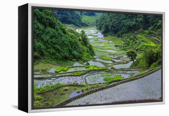 Rice Terraces of Banaue, Northern Luzon, Philippines-Michael Runkel-Framed Premier Image Canvas