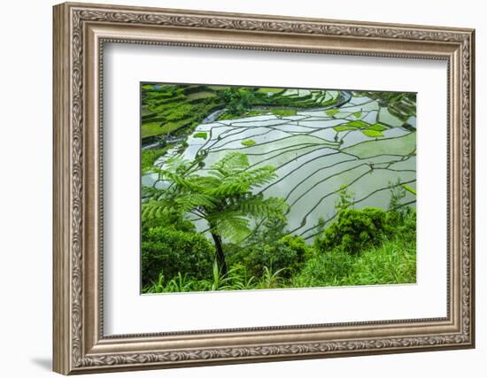 Rice Terraces of Banaue, Northern Luzon, Philippines-Michael Runkel-Framed Photographic Print