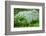 Rice Terraces of Banaue, Northern Luzon, Philippines-Michael Runkel-Framed Photographic Print