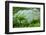 Rice Terraces of Banaue, Northern Luzon, Philippines-Michael Runkel-Framed Photographic Print