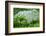 Rice Terraces of Banaue, Northern Luzon, Philippines-Michael Runkel-Framed Photographic Print