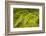 Rice Terraces of Banaue, Northern Luzon, Philippines-Michael Runkel-Framed Photographic Print