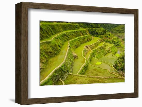 Rice Terraces of Banaue, Northern Luzon, Philippines-Michael Runkel-Framed Photographic Print