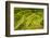 Rice Terraces of Banaue, Northern Luzon, Philippines-Michael Runkel-Framed Photographic Print