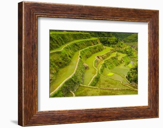 Rice Terraces of Banaue, Northern Luzon, Philippines-Michael Runkel-Framed Photographic Print