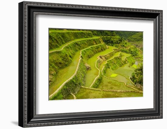 Rice Terraces of Banaue, Northern Luzon, Philippines-Michael Runkel-Framed Photographic Print