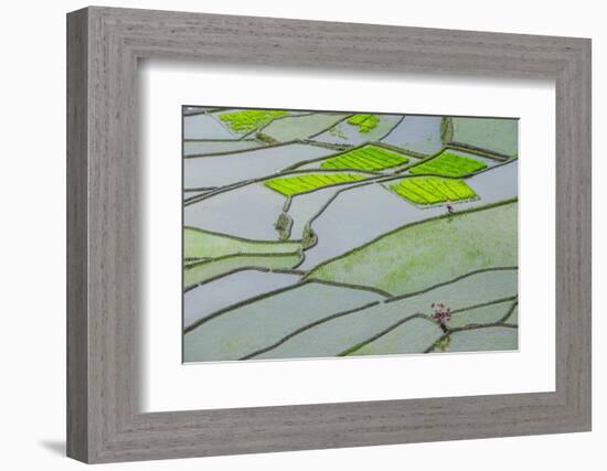 Rice Terraces of Banaue, Northern Luzon, Philippines-Michael Runkel-Framed Photographic Print