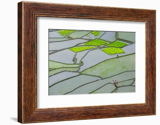 Rice Terraces of Banaue, Northern Luzon, Philippines-Michael Runkel-Framed Photographic Print