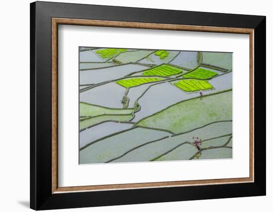 Rice Terraces of Banaue, Northern Luzon, Philippines-Michael Runkel-Framed Photographic Print