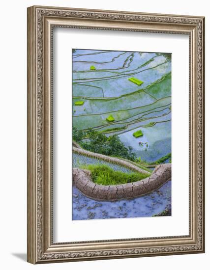 Rice Terraces of Banaue, Northern Luzon, Philippines-Michael Runkel-Framed Photographic Print