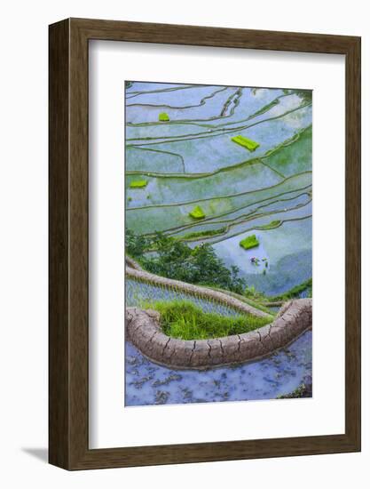 Rice Terraces of Banaue, Northern Luzon, Philippines-Michael Runkel-Framed Photographic Print