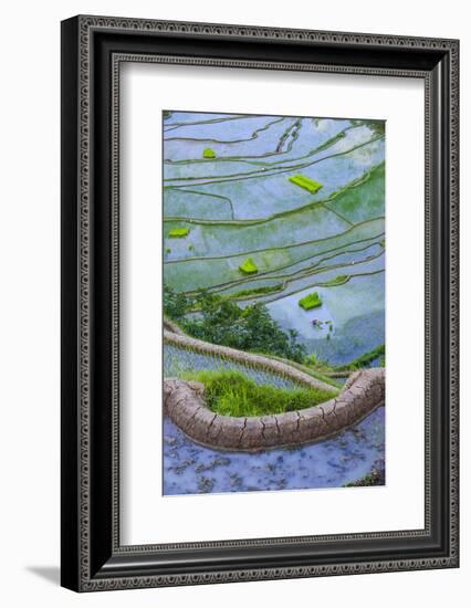 Rice Terraces of Banaue, Northern Luzon, Philippines-Michael Runkel-Framed Photographic Print