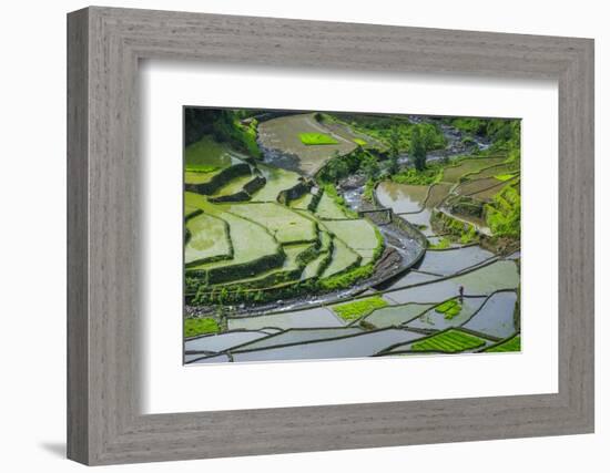 Rice Terraces of Banaue, Northern Luzon, Philippines-Michael Runkel-Framed Photographic Print