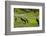 Rice Terraces of Banaue, Northern Luzon, Philippines-Michael Runkel-Framed Photographic Print