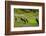 Rice Terraces of Banaue, Northern Luzon, Philippines-Michael Runkel-Framed Photographic Print