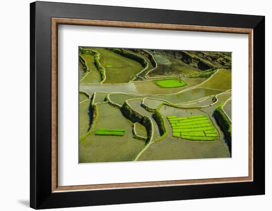 Rice Terraces of Banaue, Northern Luzon, Philippines-Michael Runkel-Framed Photographic Print