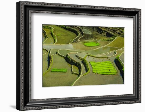 Rice Terraces of Banaue, Northern Luzon, Philippines-Michael Runkel-Framed Photographic Print