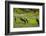 Rice Terraces of Banaue, Northern Luzon, Philippines-Michael Runkel-Framed Photographic Print