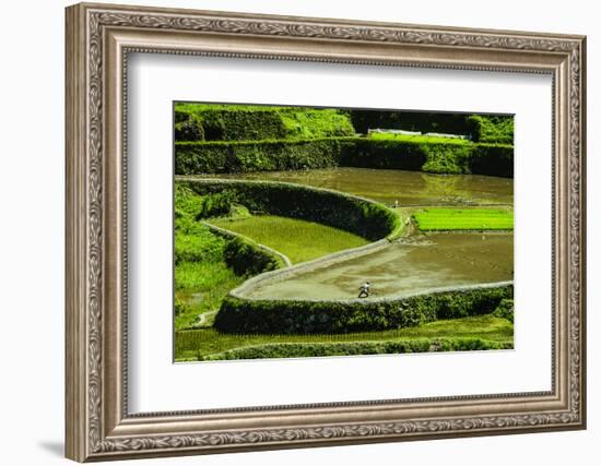 Rice Terraces of Banaue, Northern Luzon, Philippines-Michael Runkel-Framed Photographic Print