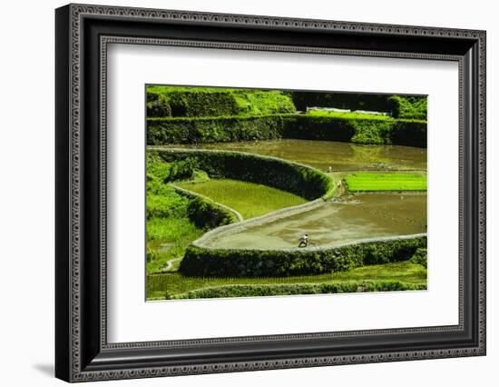 Rice Terraces of Banaue, Northern Luzon, Philippines-Michael Runkel-Framed Photographic Print