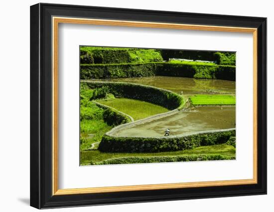 Rice Terraces of Banaue, Northern Luzon, Philippines-Michael Runkel-Framed Photographic Print