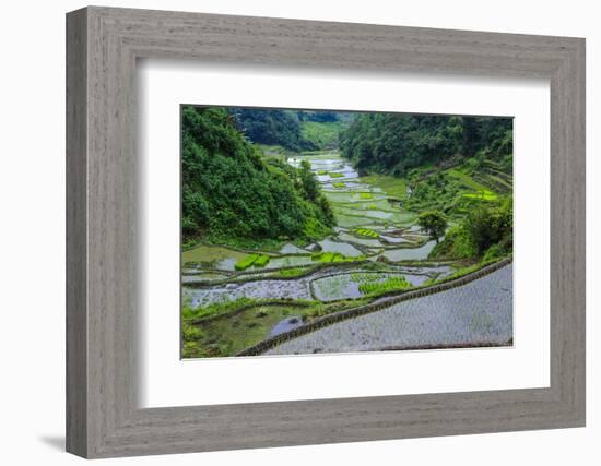 Rice Terraces of Banaue, Northern Luzon, Philippines-Michael Runkel-Framed Photographic Print