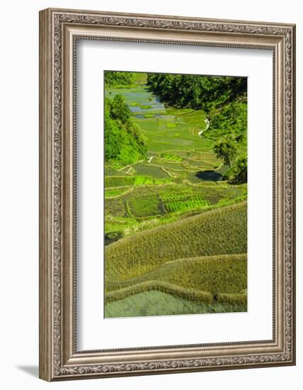 Rice Terraces of Banaue, Northern Luzon, Philippines-Michael Runkel-Framed Photographic Print