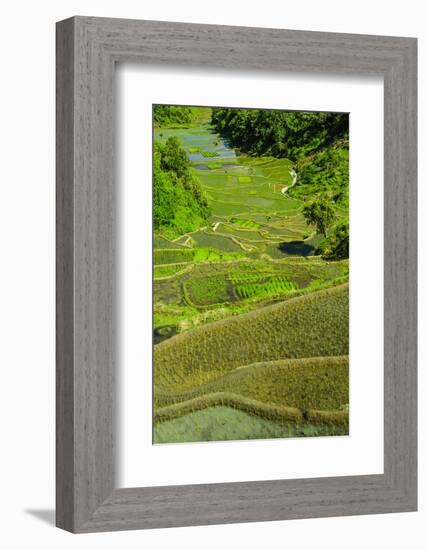 Rice Terraces of Banaue, Northern Luzon, Philippines-Michael Runkel-Framed Photographic Print