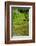 Rice Terraces of Banaue, Northern Luzon, Philippines-Michael Runkel-Framed Photographic Print